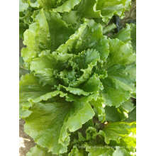 Organic Fresh Iceberg Lettuce Healthy Food High Quality